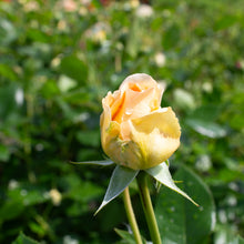 Hardy rose 'Showpiece Champagne'