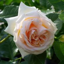 Hardy rose 'Showpiece Champagne'