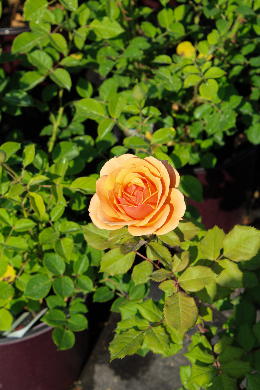 Rosier hybride de thé 'State of Grace'