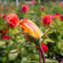 Grandiflora rose 'Strike It Rich'