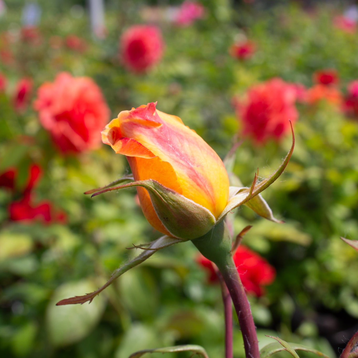 Grandiflora rose 'Strike It Rich'