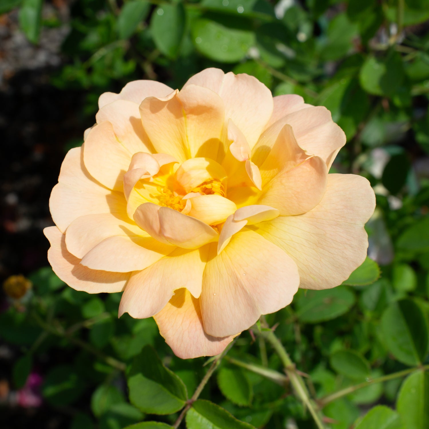 English rose 'The Lady Gardener'