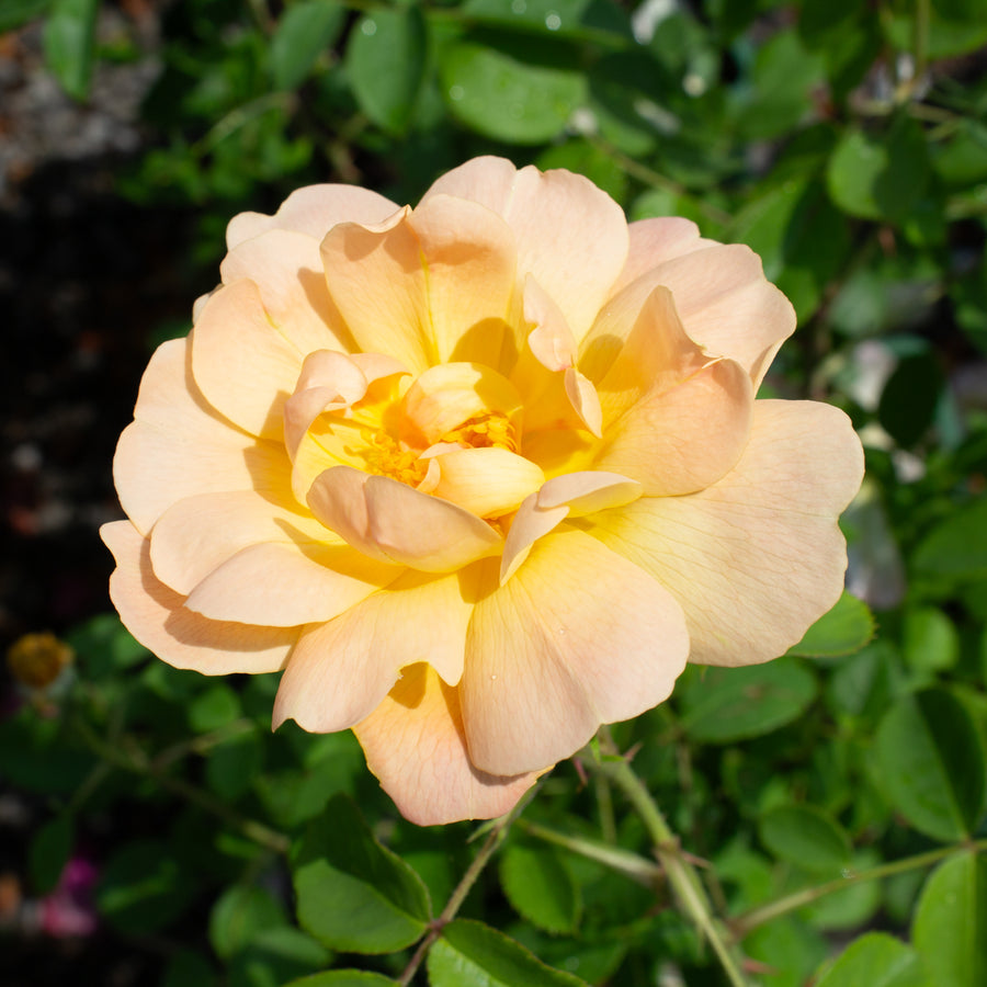 Rosier anglais 'The Lady Gardener'
