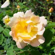 English rose 'The Lark Ascending'