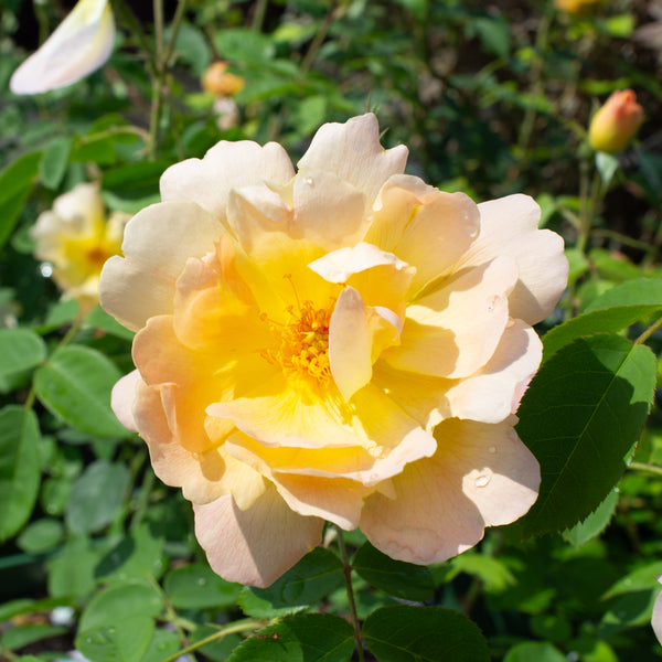 Rosier anglais 'The Lark Ascending'