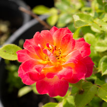 Rosier miniature 'Tiddly Winks'