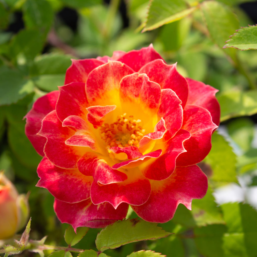 Miniature rose bush 'Tiddly Winks'