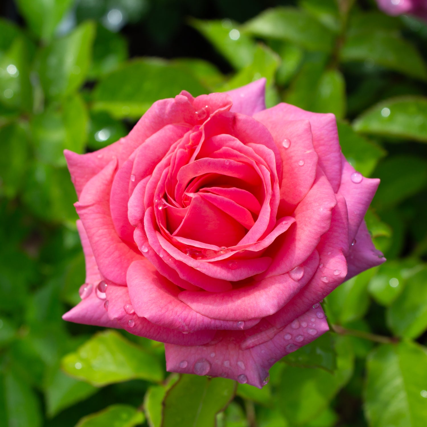 Floribunda rose 'Time After Time'