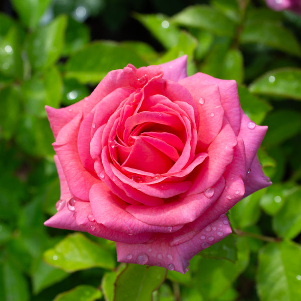 Floribunda rose 'Time After Time'