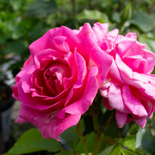 Floribunda rose 'Time After Time'