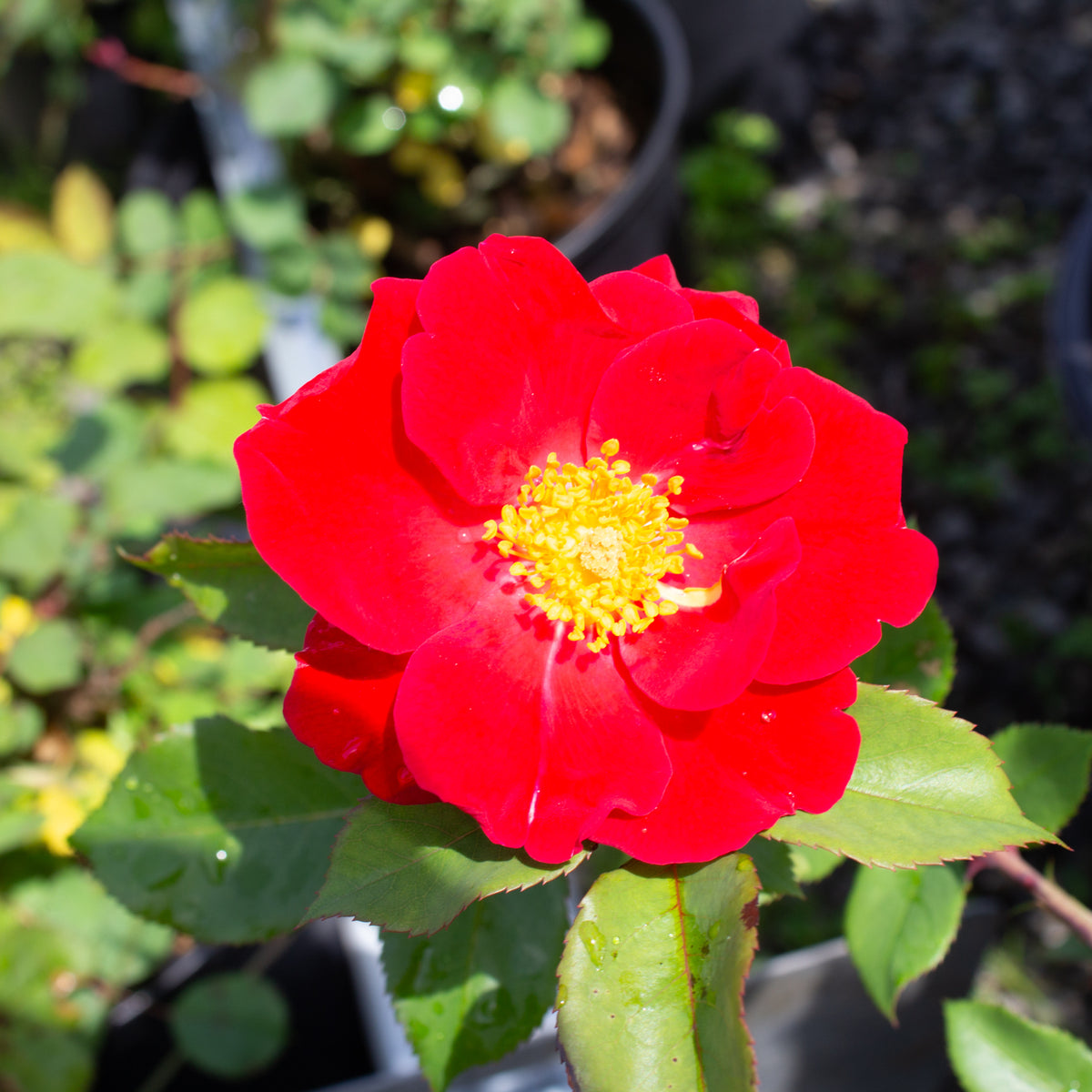 Hardy rose bush 'Top Gun'
