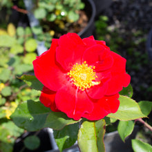 Hardy rose bush 'Top Gun'