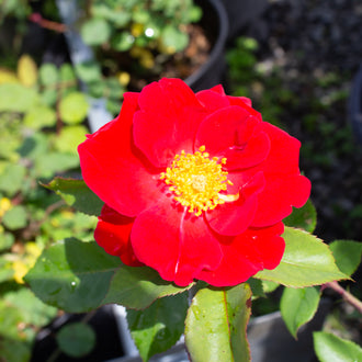 Rosier rustique ‘Top Gun’ (Rosa)