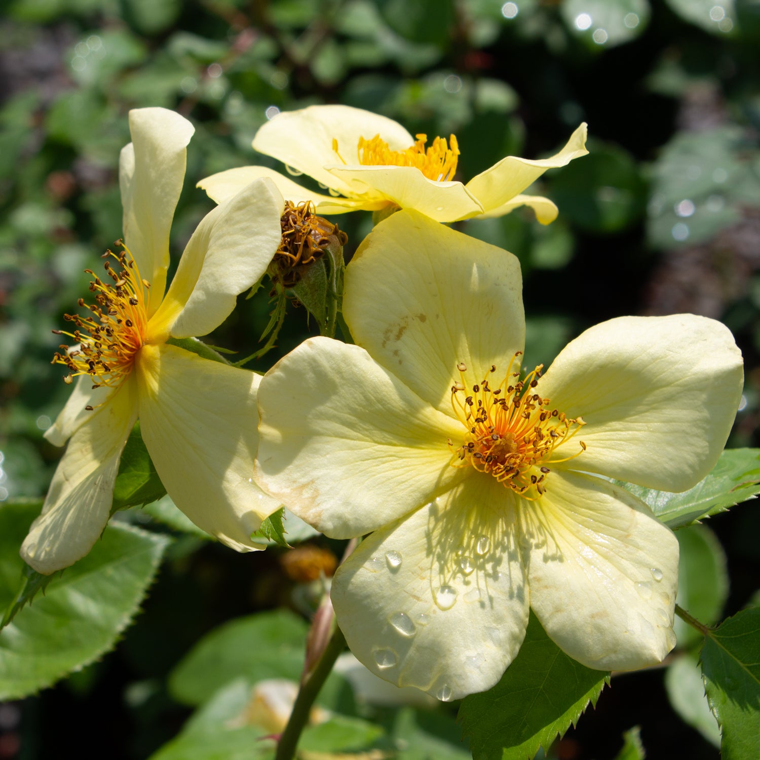 English rose 'Tottering by Gently'