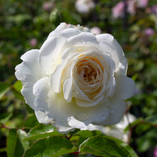 Rosier David Austin 'Tranquility'