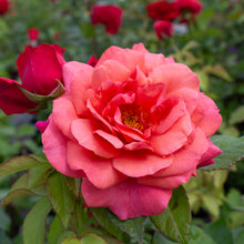 Rosier grandiflora 'Uptown Girl'