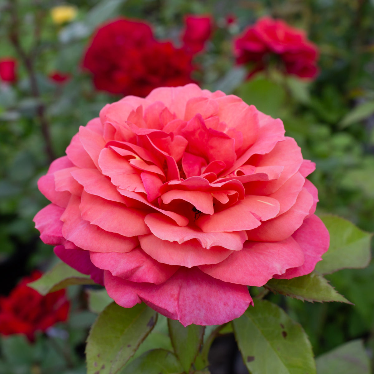 Rosier grandiflora 'Uptown Girl'