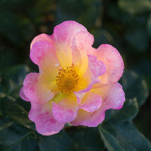 Hardy rose 'Watercolors Home Run'