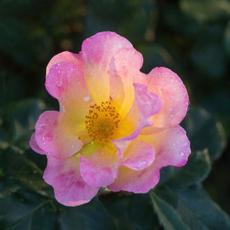 Rosier rustique ‘Watercolors Home Run’ (Rosa)