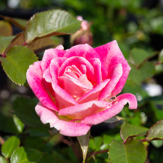 Rosier miniature ‘Whimsy’ (Rosa)