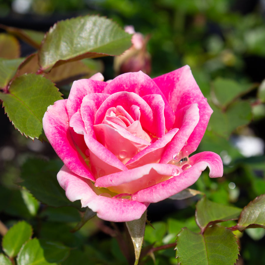 Miniature rose 'Whimsy'