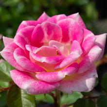 Rosier miniature 'Whimsy'
