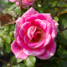 Rosier miniature 'Whimsy'