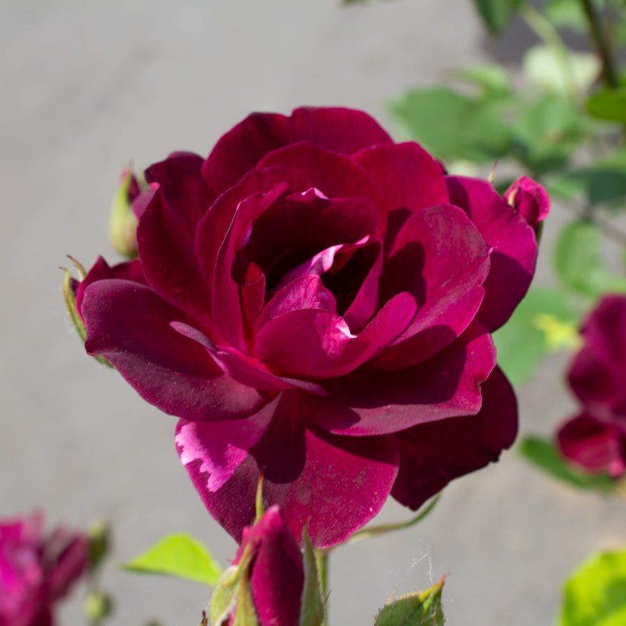 Rosier grandiflora 'Wild Blue Yonder'