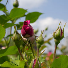 Grandiflora rose 'Wild Blue Yonder'