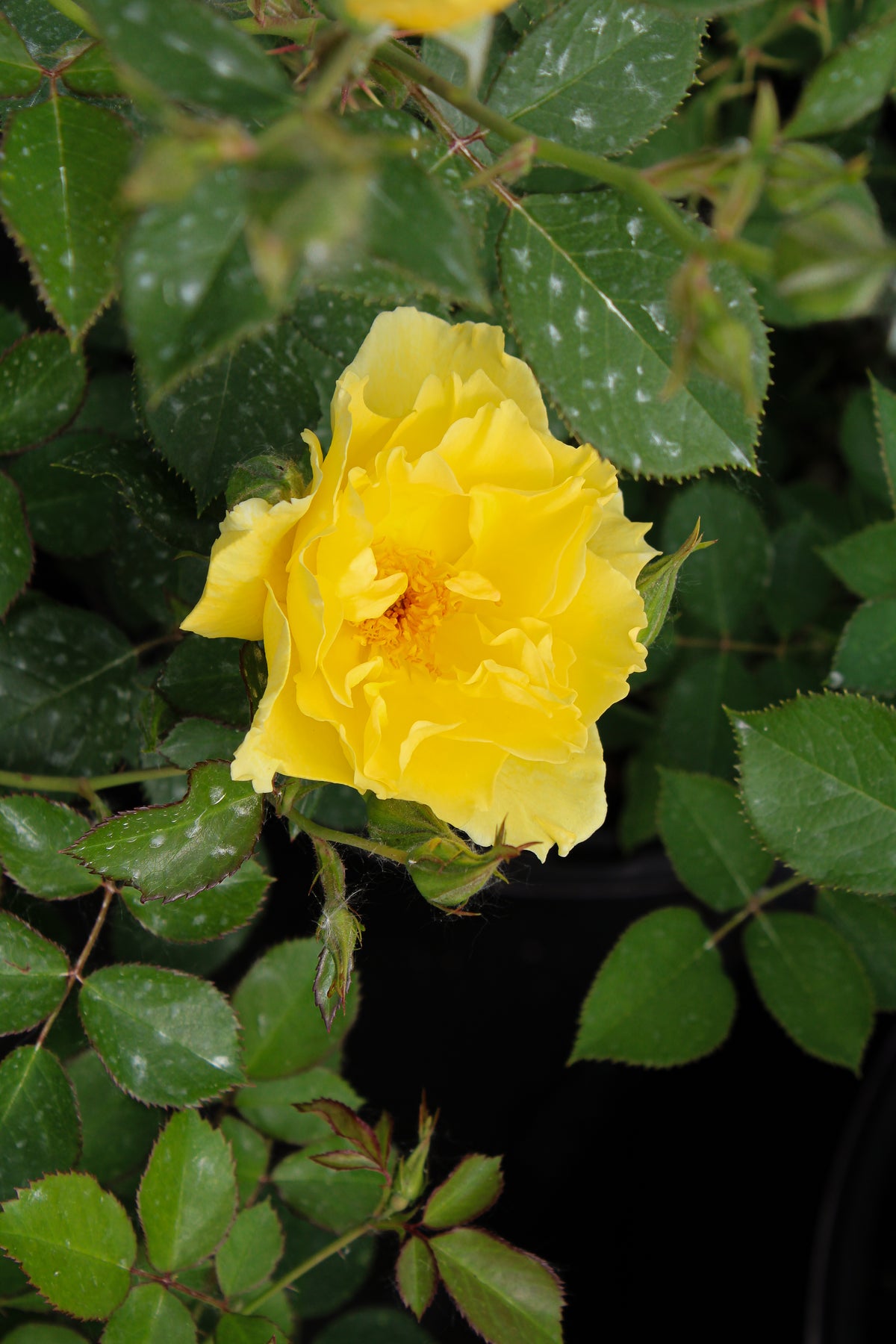 Rosier rustique 'Yukon Sun'