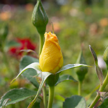 Rosier rustique 'Yukon Sun'