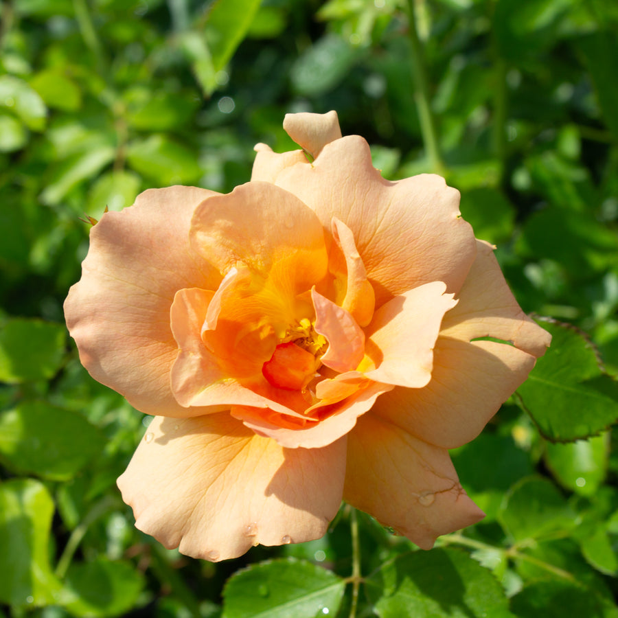 Rosier rustique 'Chinook Sunrise'