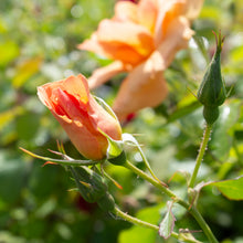 Hardy rose 'Chinook Sunrise'