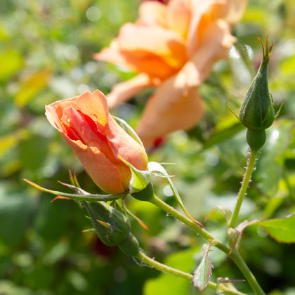 Hardy rose 'Chinook Sunrise'