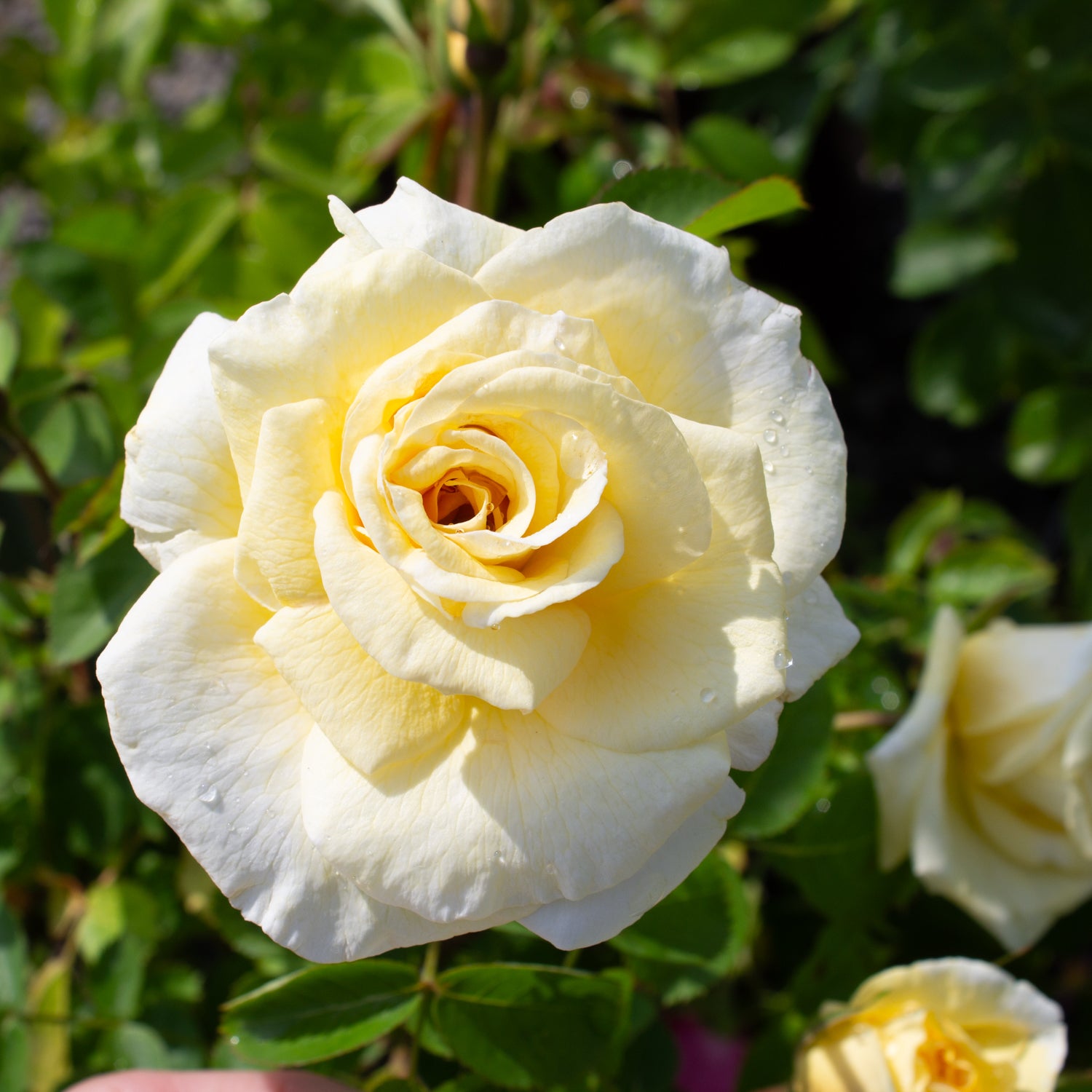 Pépinière.ca | Hardy rose 'JP Connell'
