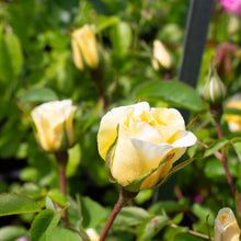 Hardy rose 'JP Connell'