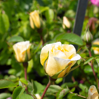 Hardy rose 'JP Connell'