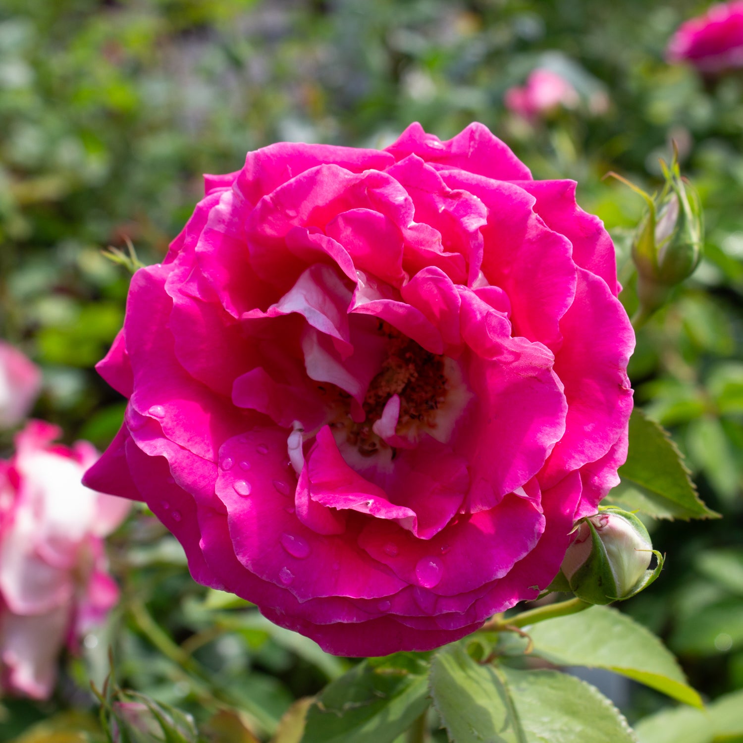 Hybrid tea rose 'Picture Perfect'