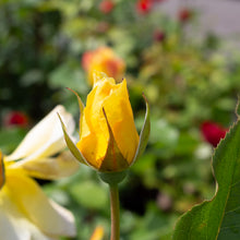 Rosier floribunda 'Quest for Zest'