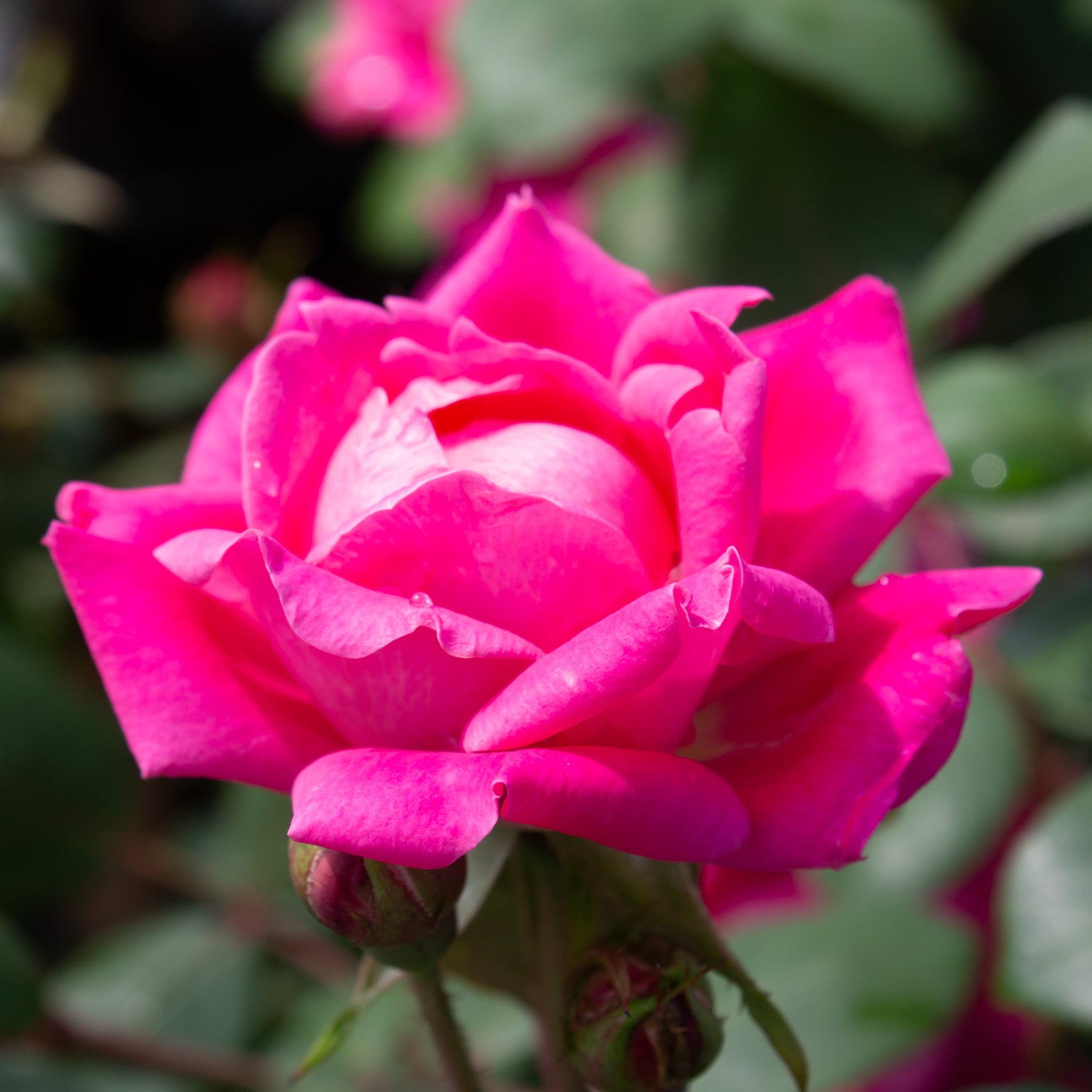 Rosier rustique 'Double Knock Out' rose