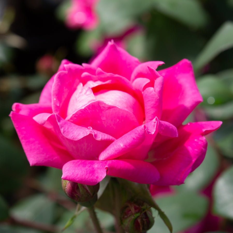 Rosier rustique 'Double Knock Out' rose