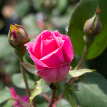 Rosier rustique 'Double Knock Out' rose