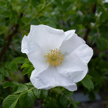 Rosier rugosa 'Alba'