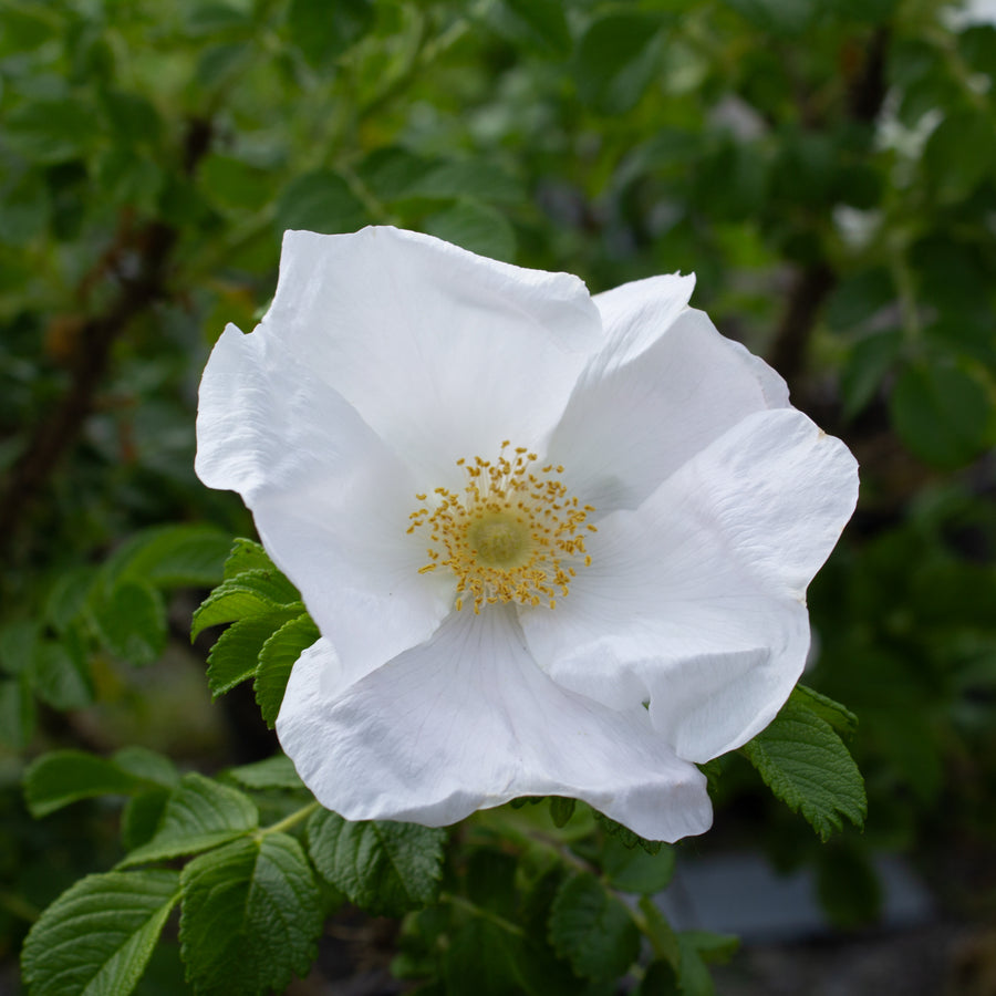 Rugosa rose 'Alba'