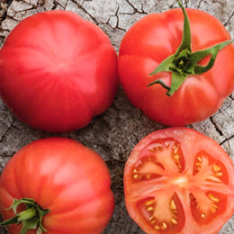 Tomate 'Rose De Palerme' bio