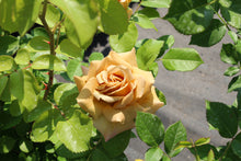 Grandiflora rose 'Honey Dijon'