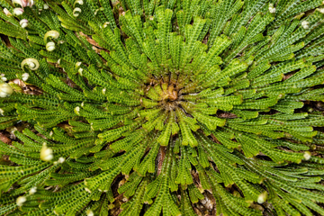 Rose of Jericho