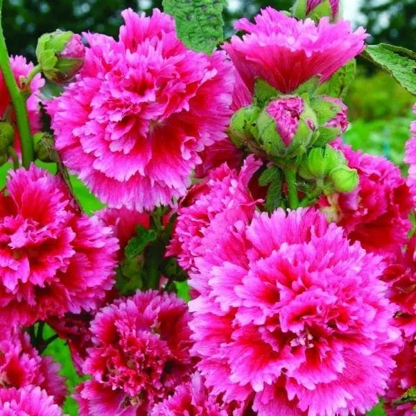 Photo de Rose trémière 'Fiesta Time'. Produisant de magnifiques fleurs doubles d'un rose cerise éclatant, elle est idéale pour embellir les contenants de patio, les bordures de plates-bandes ou les jardins aromatiques. La couleur caractéristique est : rose cerise. Le visuel permet d'observer les contours, les teintes et la disposition des éléments présentés.