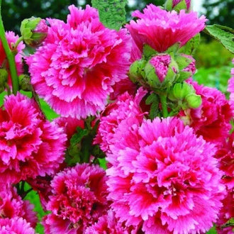 Photo de Rose trémière 'Fiesta Time'. Produisant de magnifiques fleurs doubles d'un rose cerise éclatant, elle est idéale pour embellir les contenants de patio, les bordures de plates-bandes ou les jardins aromatiques. La couleur caractéristique est : rose cerise. Le visuel permet d'observer les contours, les teintes et la disposition des éléments présentés.