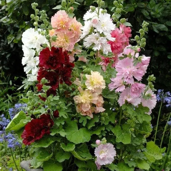 Photo de Rose trémière ‘Spring Celebrities™’. La couleur caractéristique est : couleurs variées. Le visuel permet d’observer les contours, les teintes et la disposition des éléments présentés. Les détails de forme et les contrastes donnent un aperçu de l’apparence de cette plante ou de sa récolte. Cette photographie accompagne la variété nommée afin de l’identifier dans la sélection de semences.